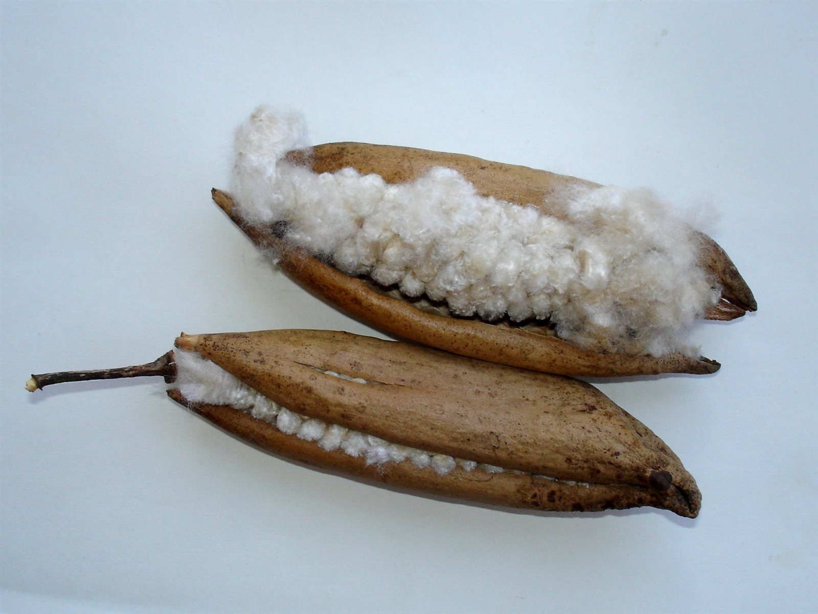 Open kapok seed pods containing pale fibres from Ceiba pentandra